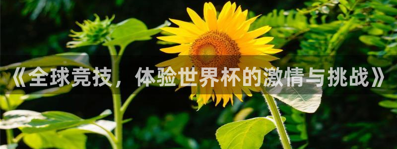 《全球竞技，体验世界杯的激情与挑战》